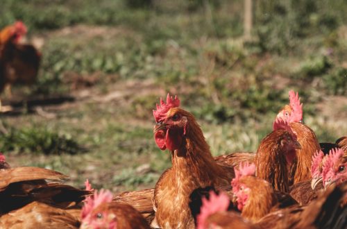 Imatge_pollastres per encàrrec